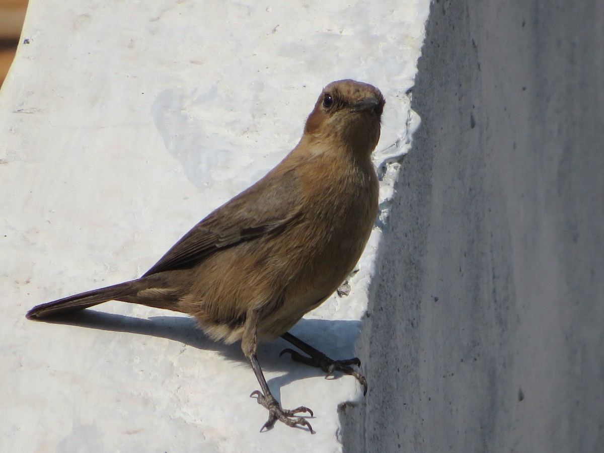 Brown Rock Chat - ML647179051