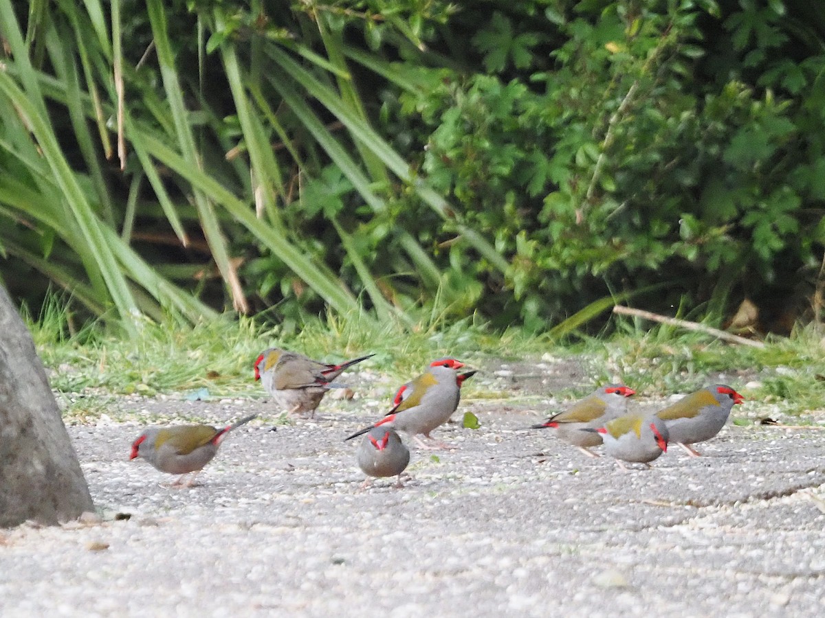 Red-browed Firetail - ML647179053
