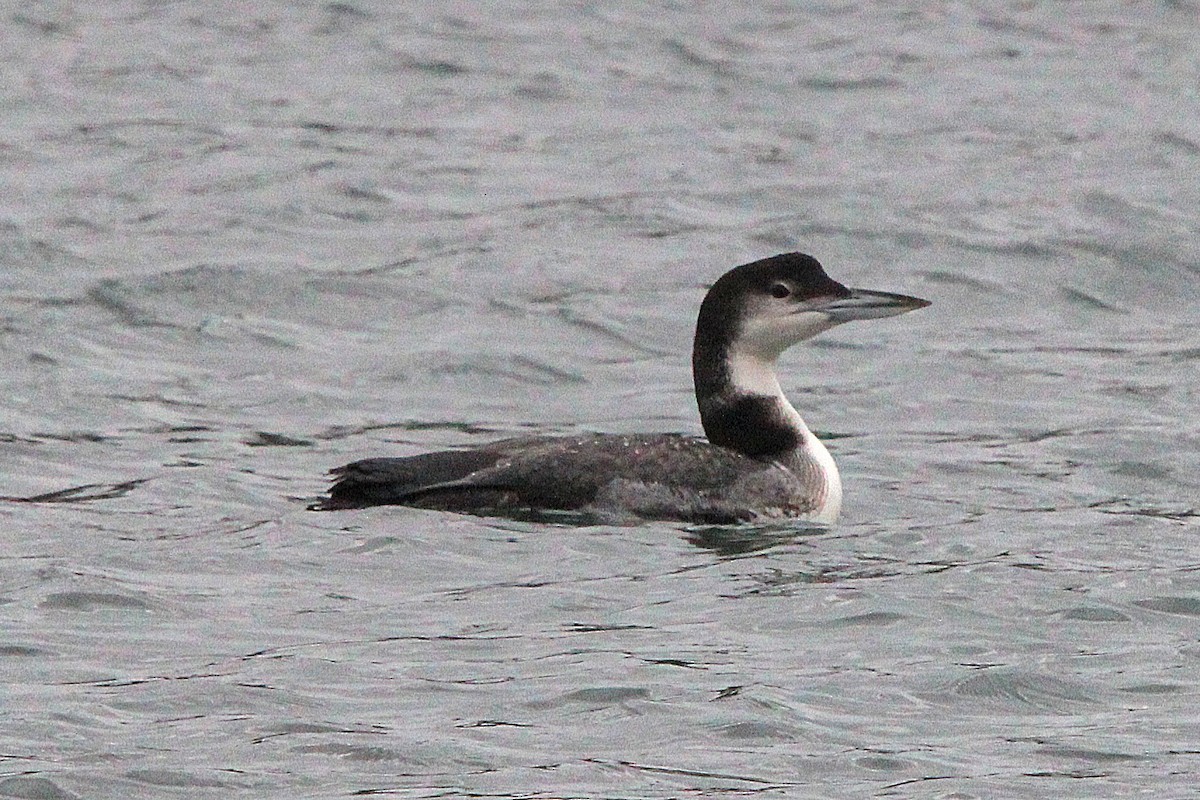 Common Loon - ML647179054