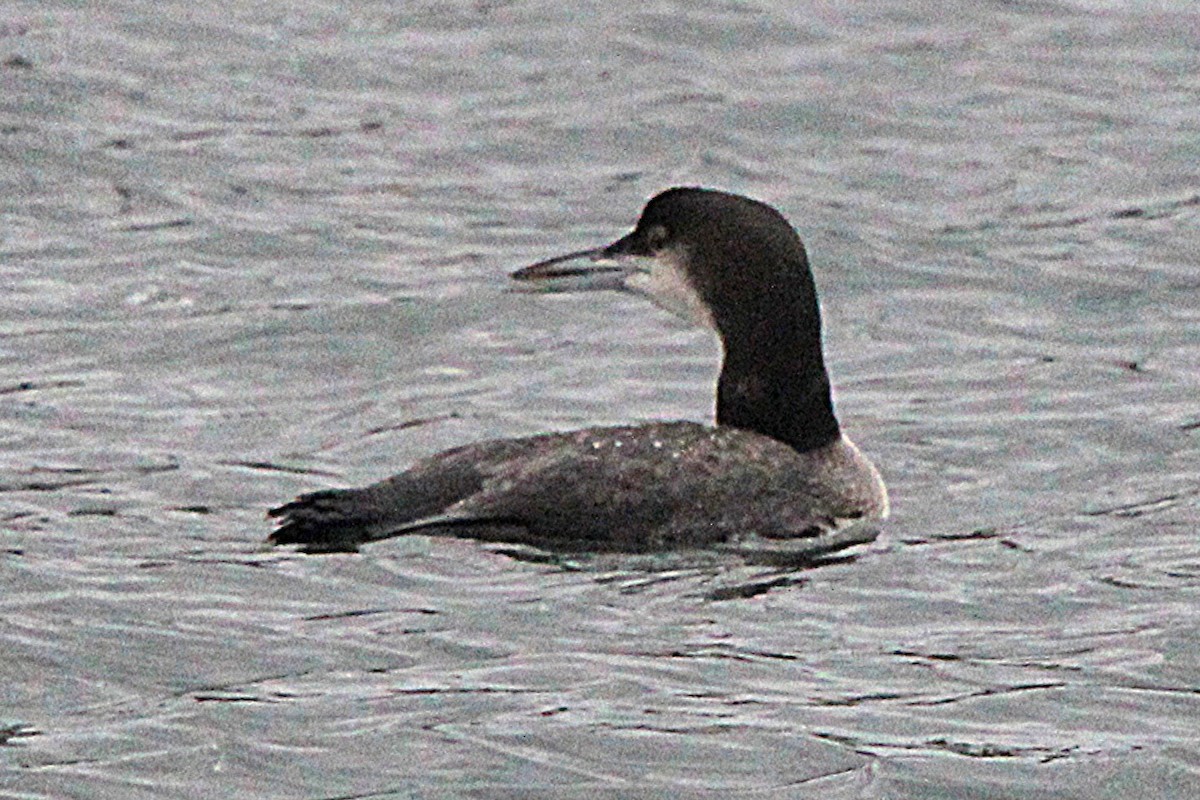 Common Loon - ML647179055