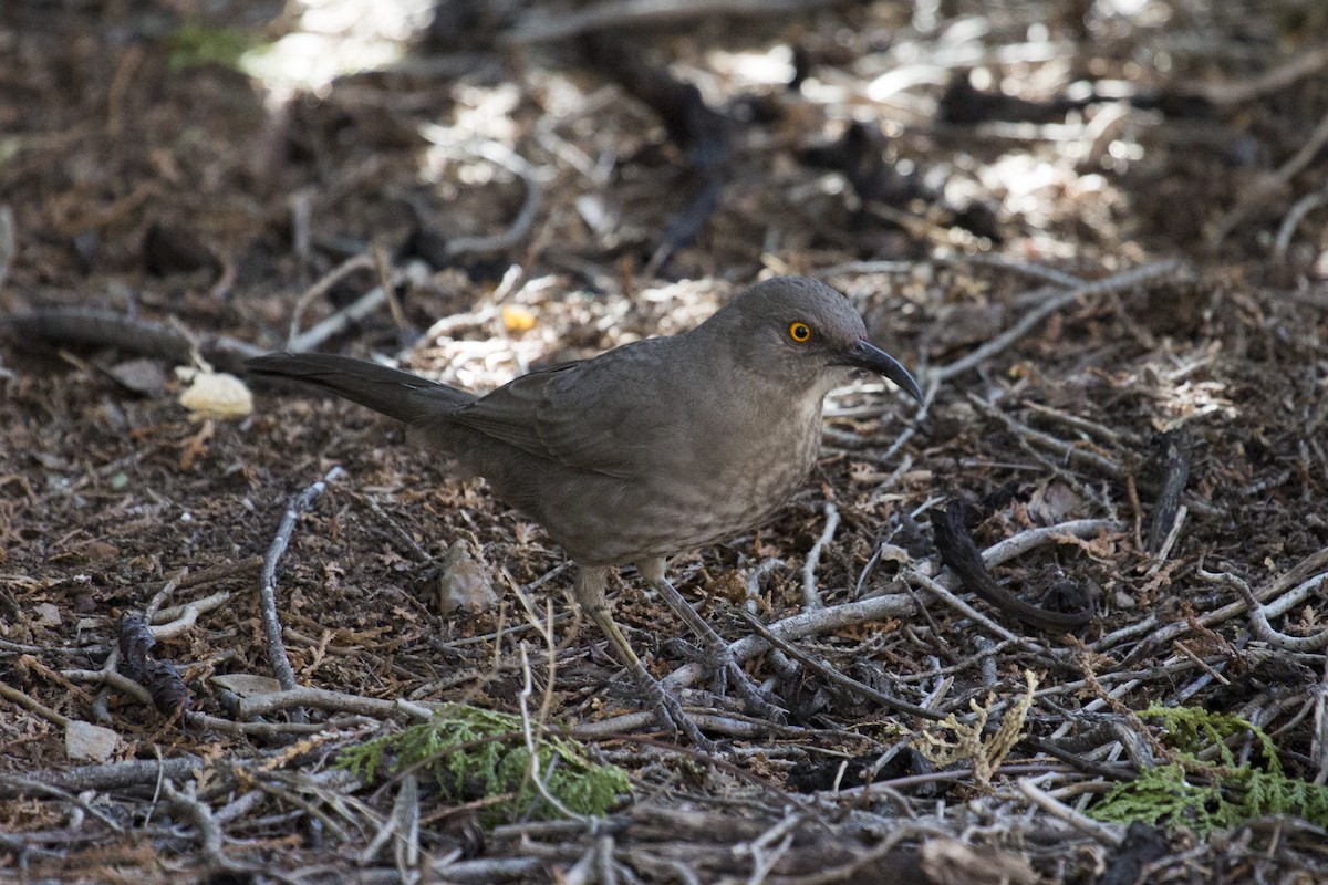 Curve-billed Thrasher - ML647179057