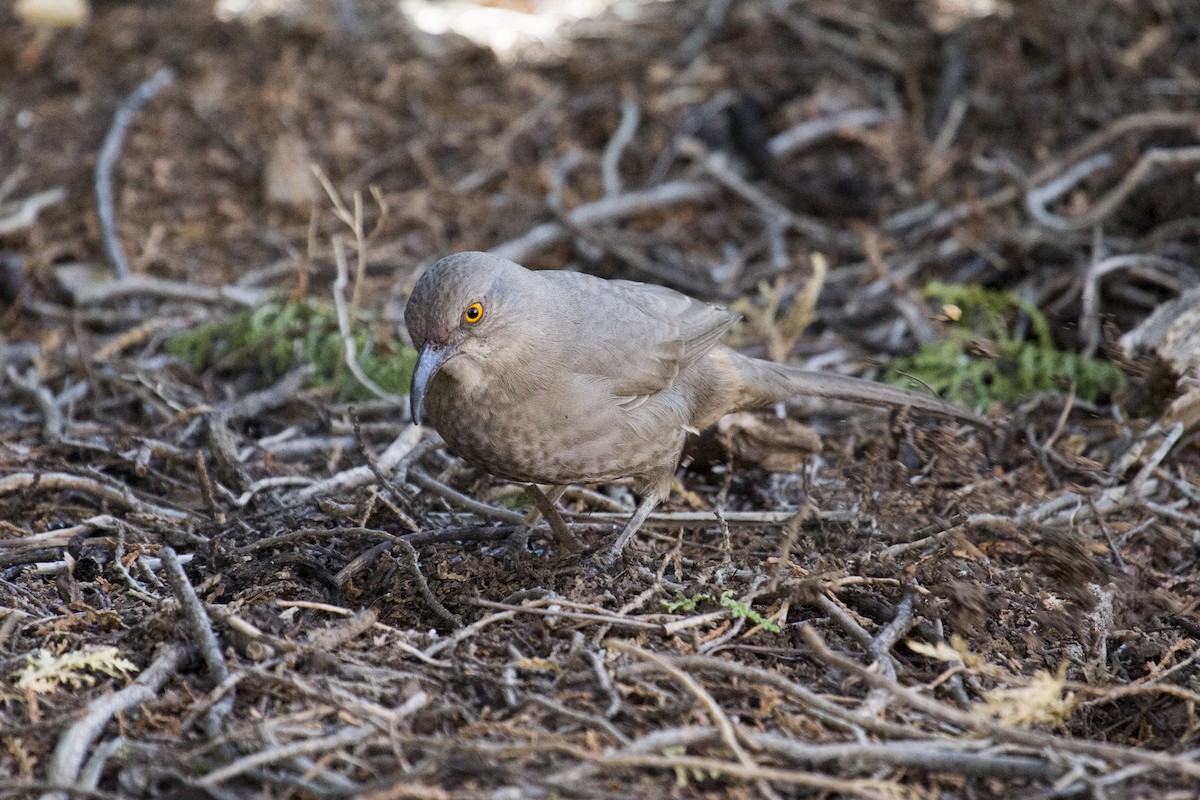Curve-billed Thrasher - ML647179058