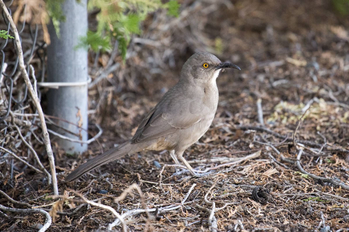 Curve-billed Thrasher - ML647179059