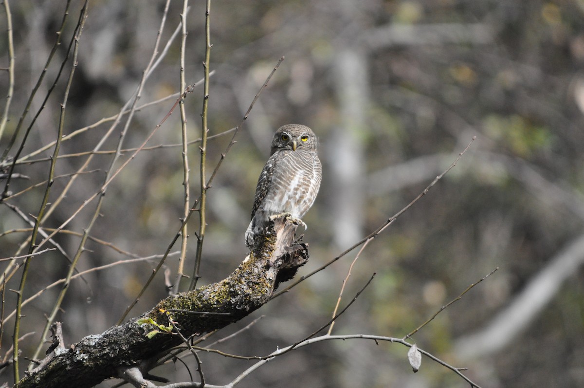 Asian Barred Owlet - ML647179060