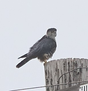 灰背隼 - ML647179061