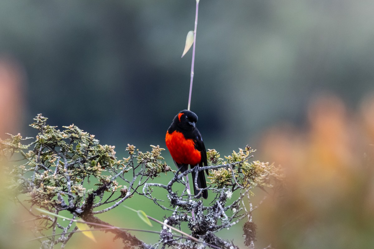 Scarlet-bellied Mountain Tanager - ML647179062