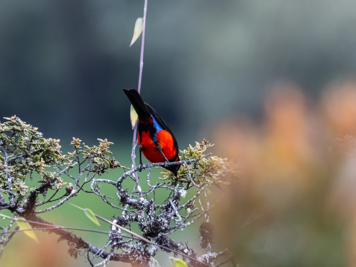 Scarlet-bellied Mountain Tanager - ML647179063