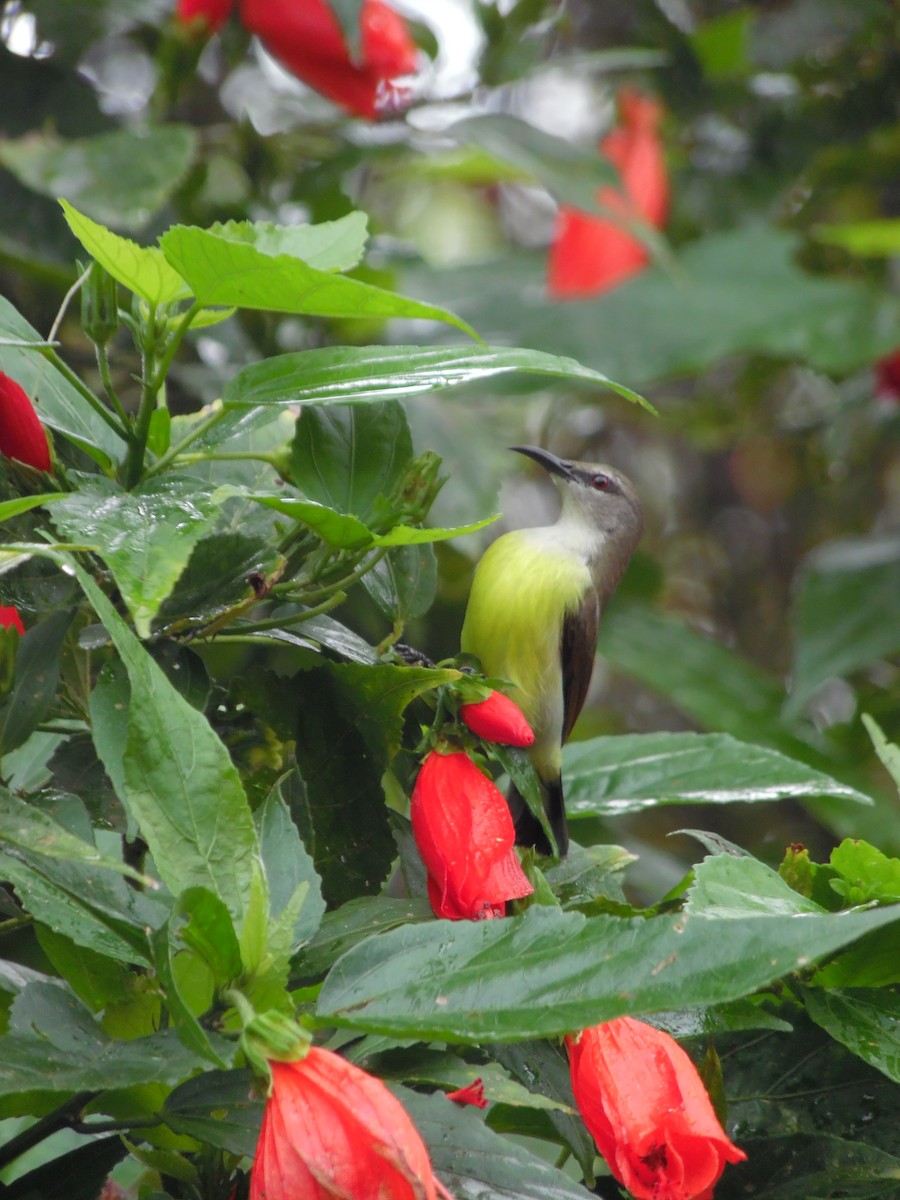 Purple-rumped Sunbird - ML647179064