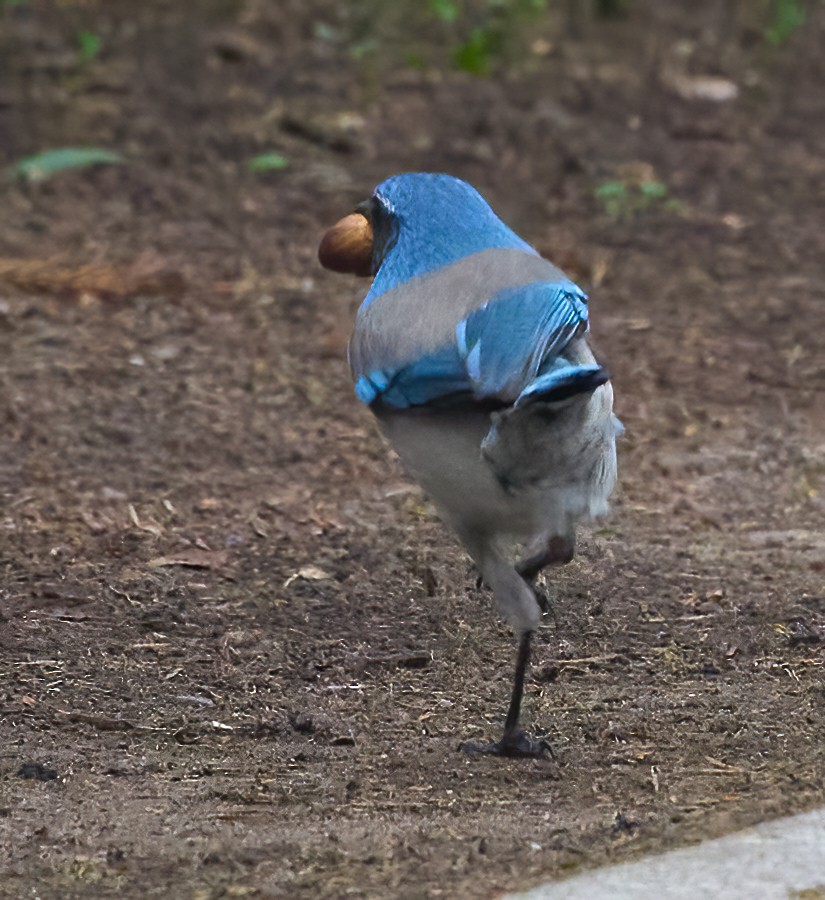California Scrub-Jay - ML647179066