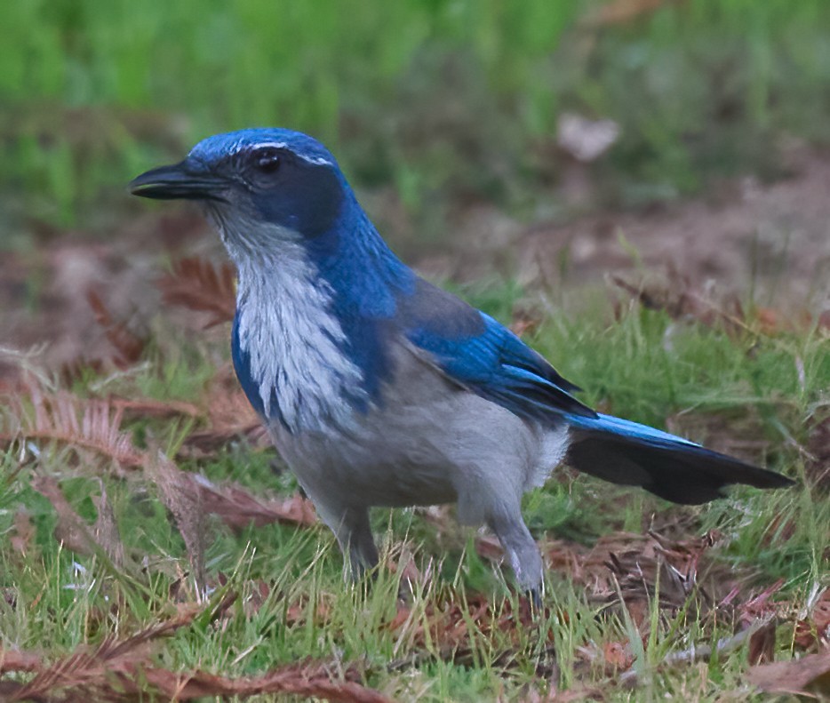 California Scrub-Jay - ML647179067