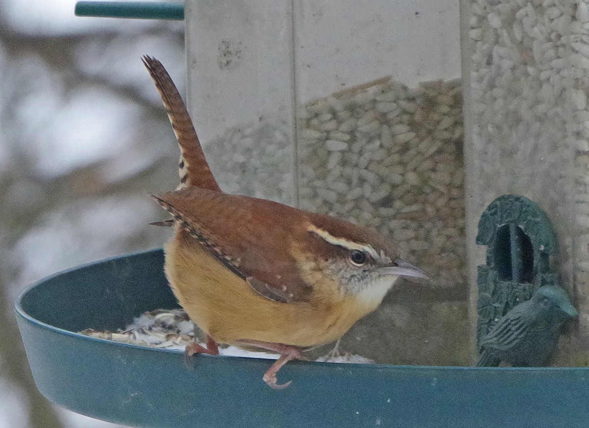 Carolina Wren - ML647179068