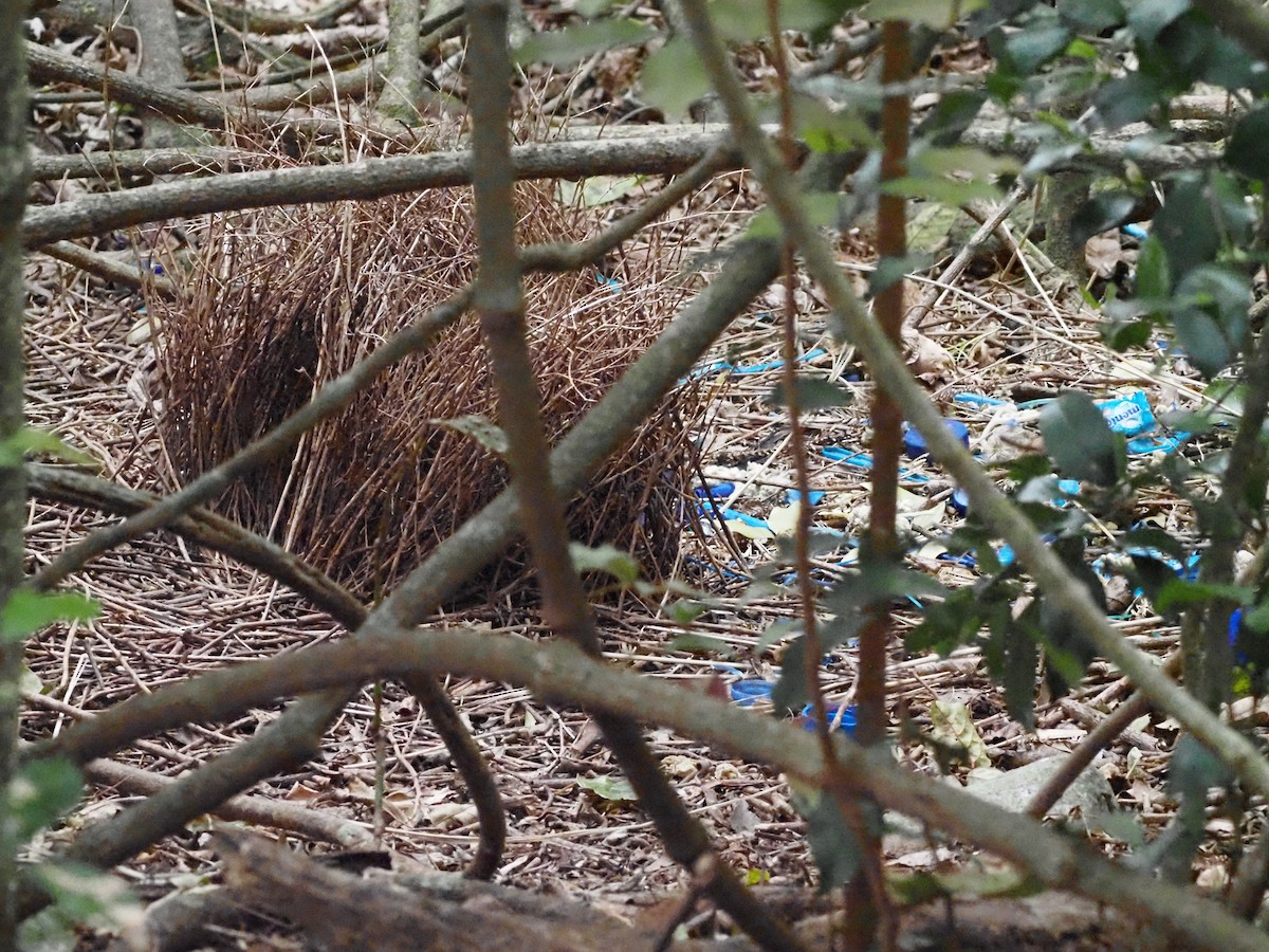 Satin Bowerbird - ML647179069