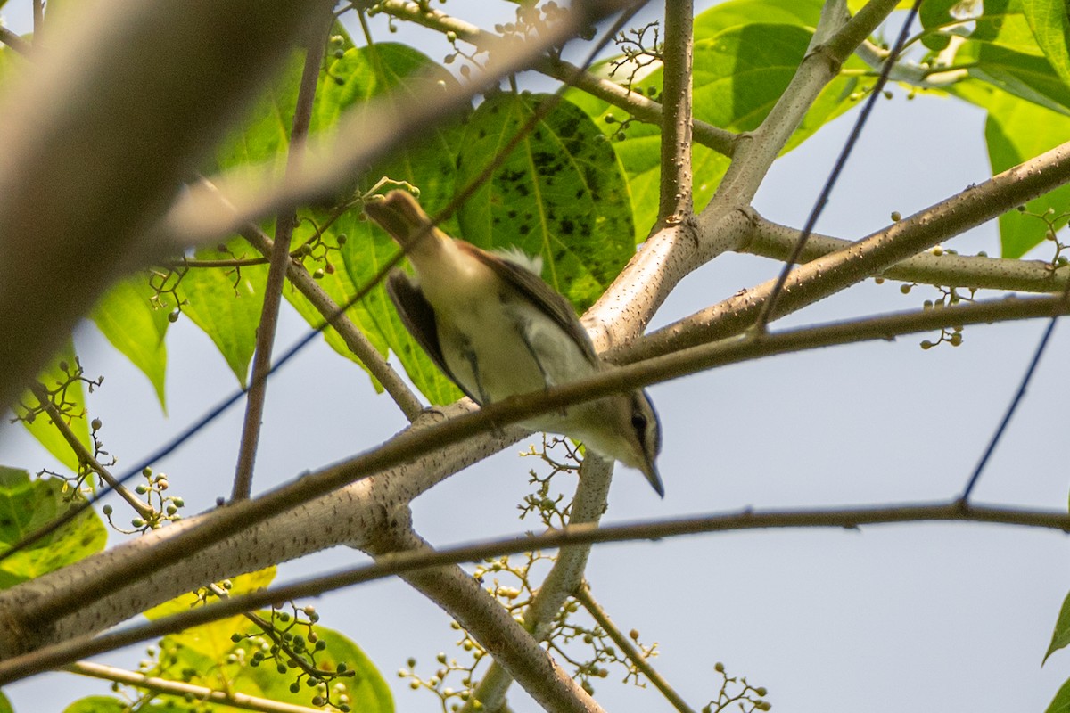 Chivi Vireo - ML647179079