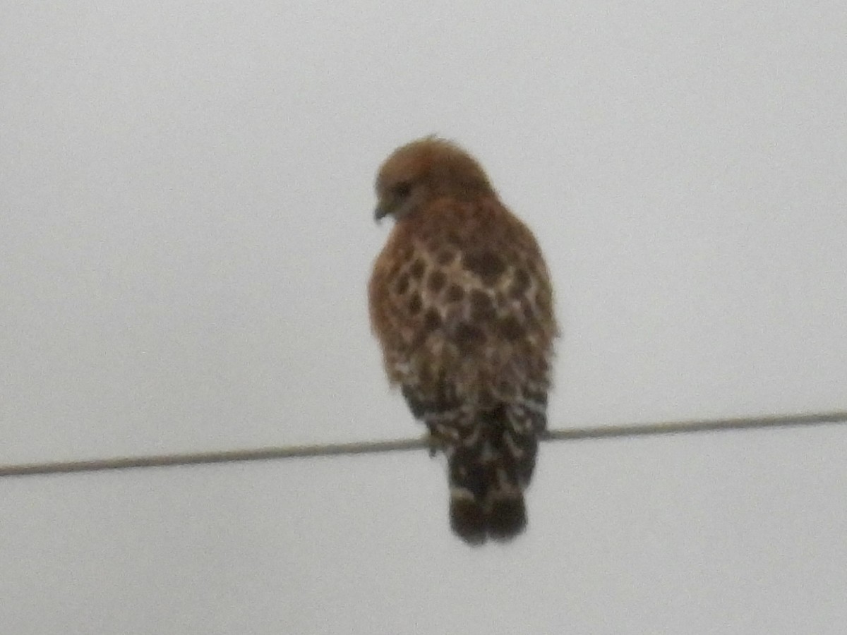 Red-shouldered Hawk - ML647179080