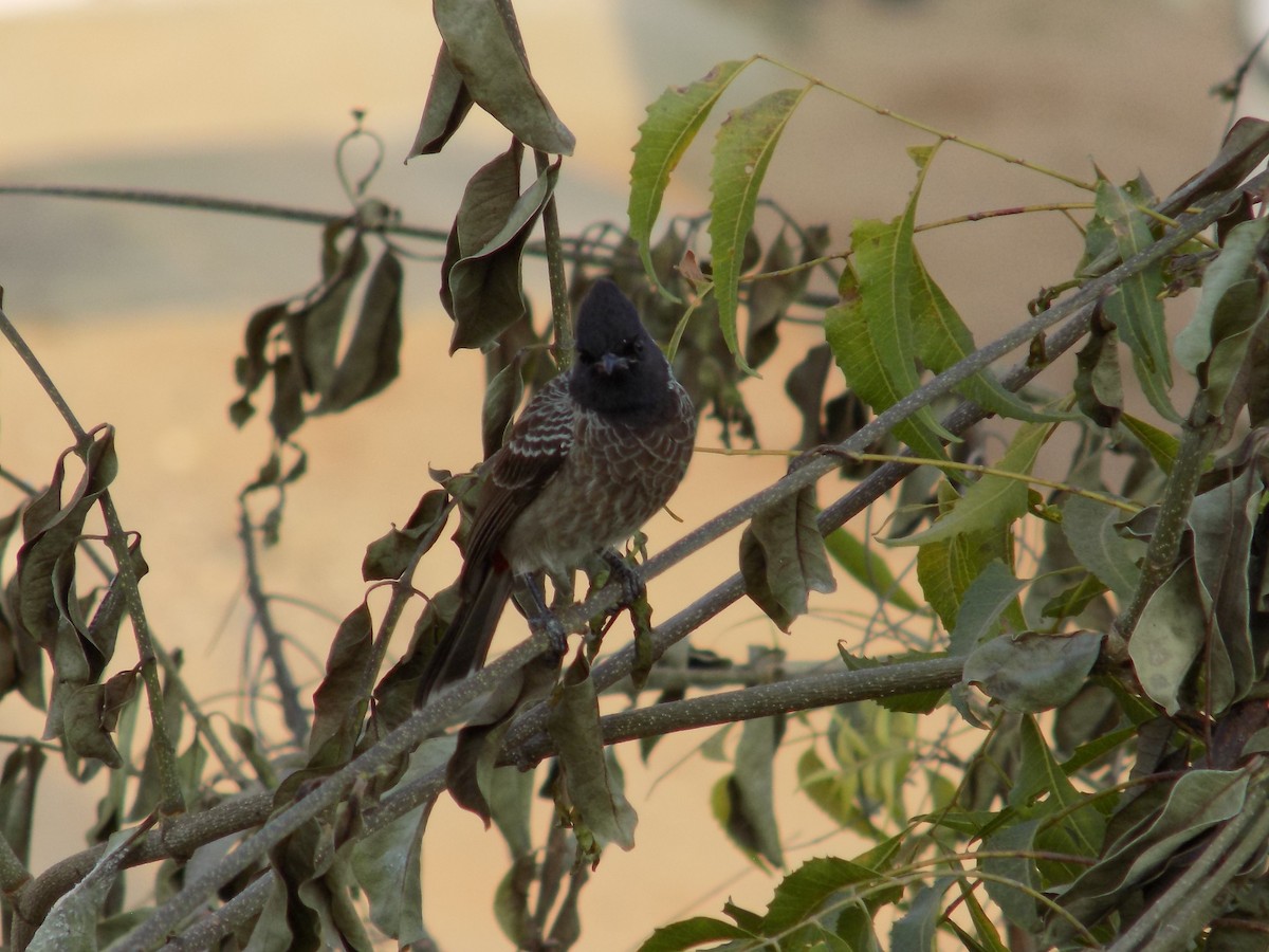 Red-vented Bulbul - ML647179082