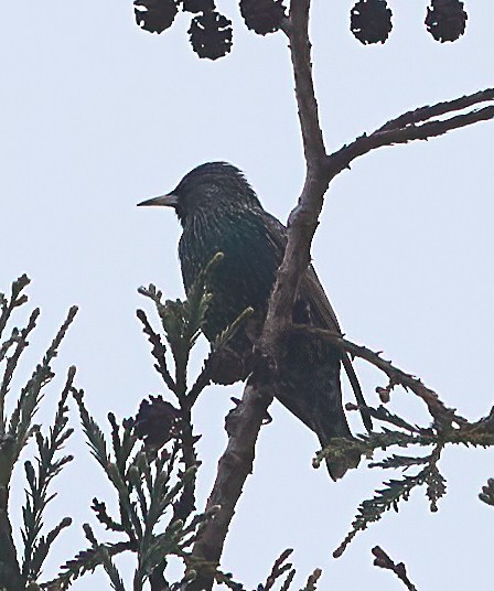 歐洲椋鳥 - ML647179084