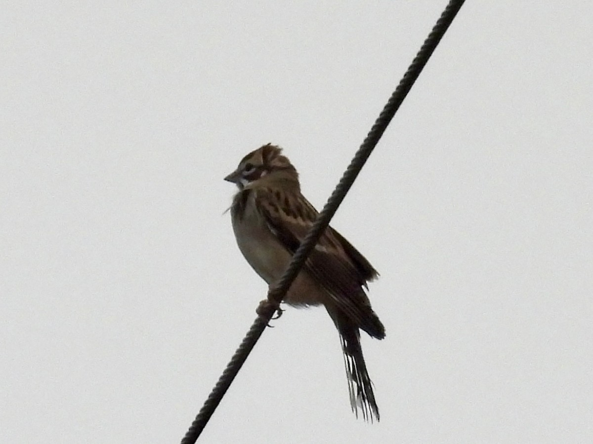 Lark Sparrow - ML647179087
