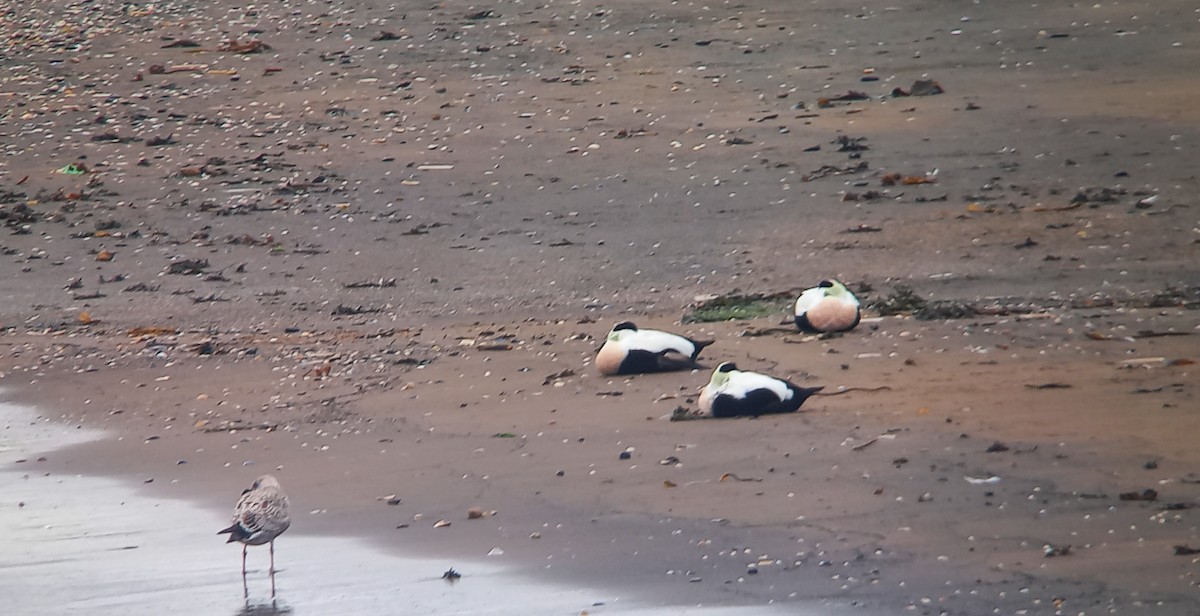 Éider Común - ML647179096