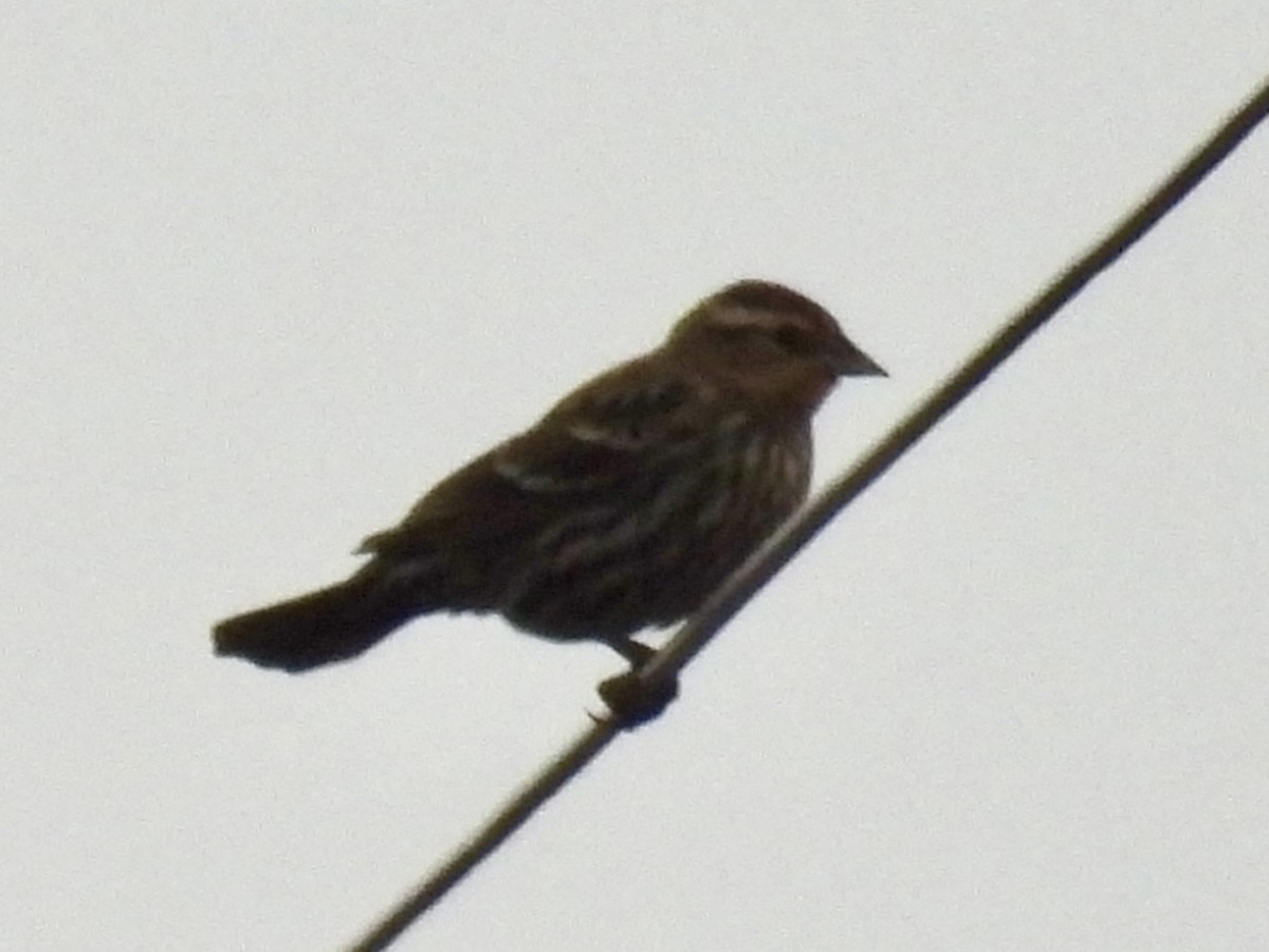 Red-winged Blackbird - ML647179099