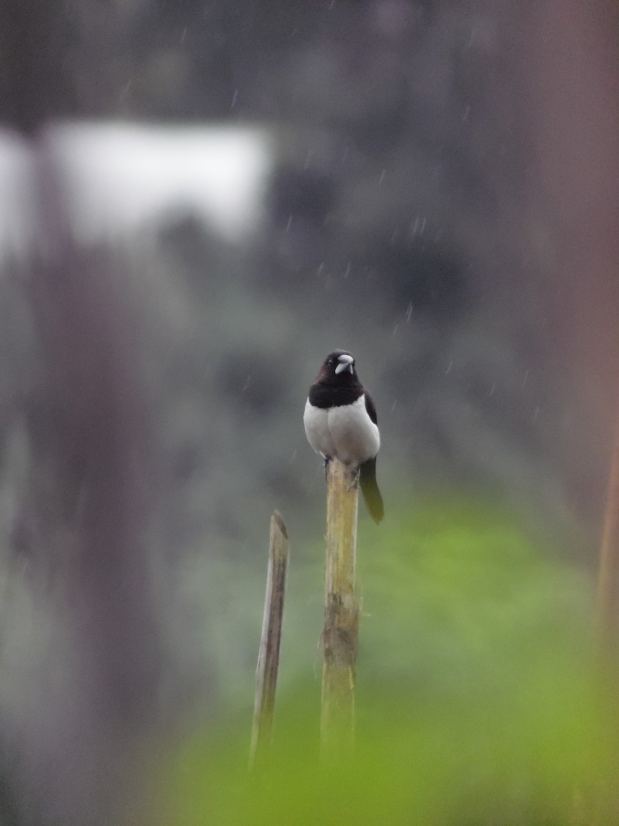 panenka bronzová - ML647179105