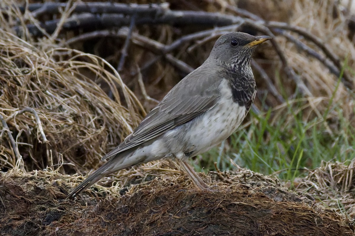 Black-throated Thrush - ML647179112