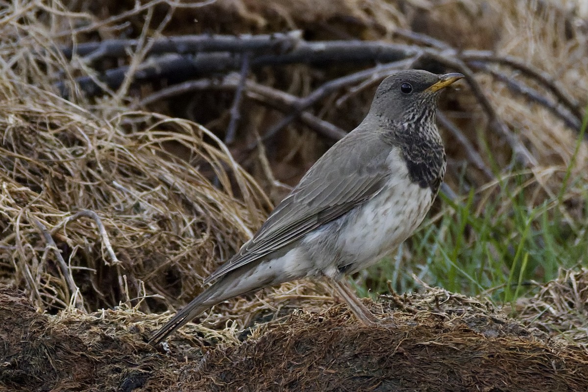 Black-throated Thrush - ML647179113