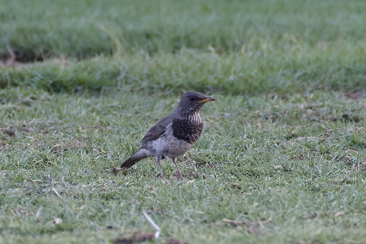 Black-throated Thrush - ML647179114