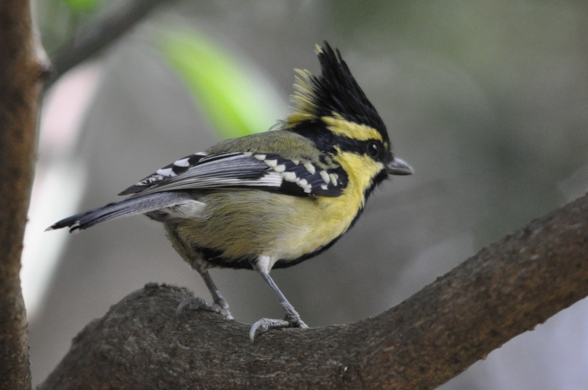 Himalayan Black-lored Tit - ML647179120