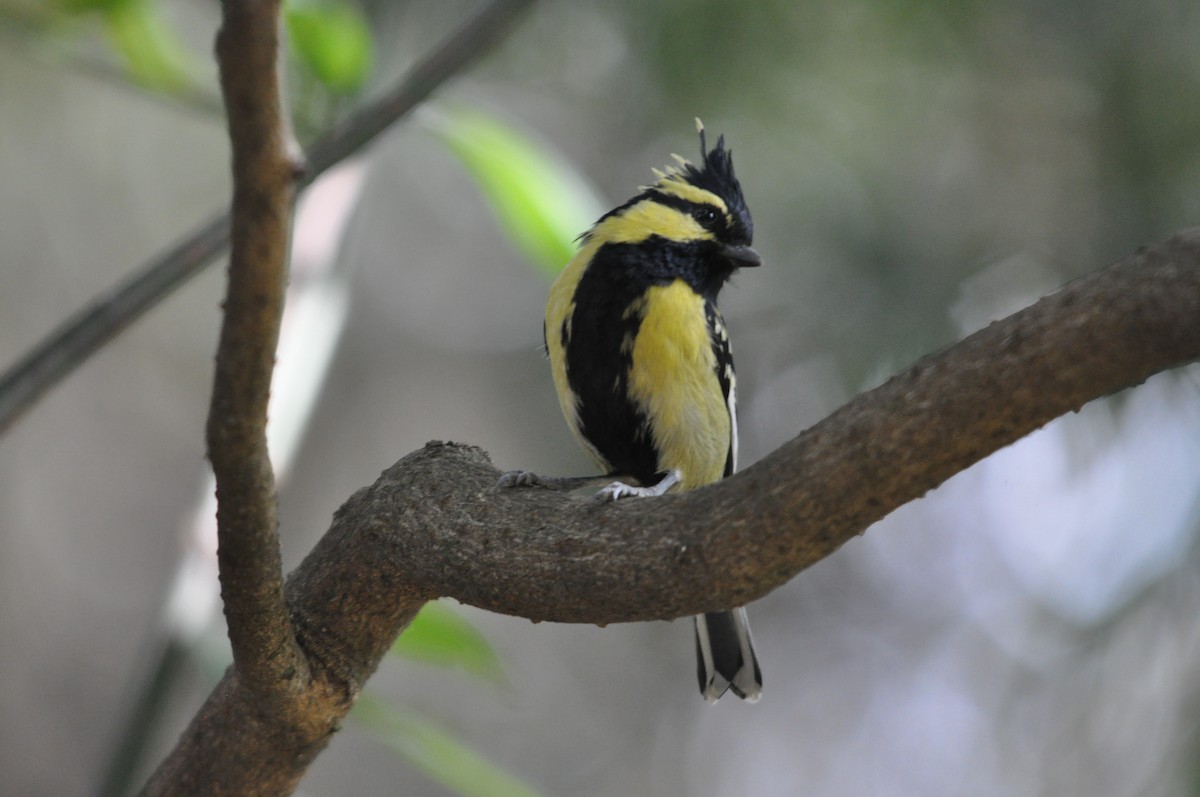 Himalayan Black-lored Tit - ML647179121