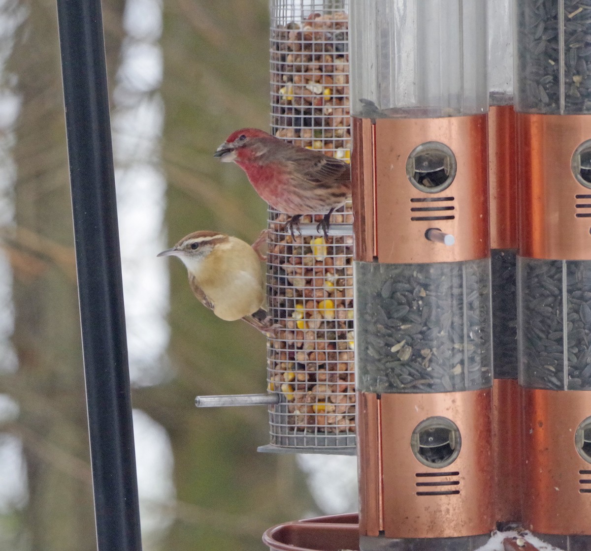 Чечевиця садова - ML647179128