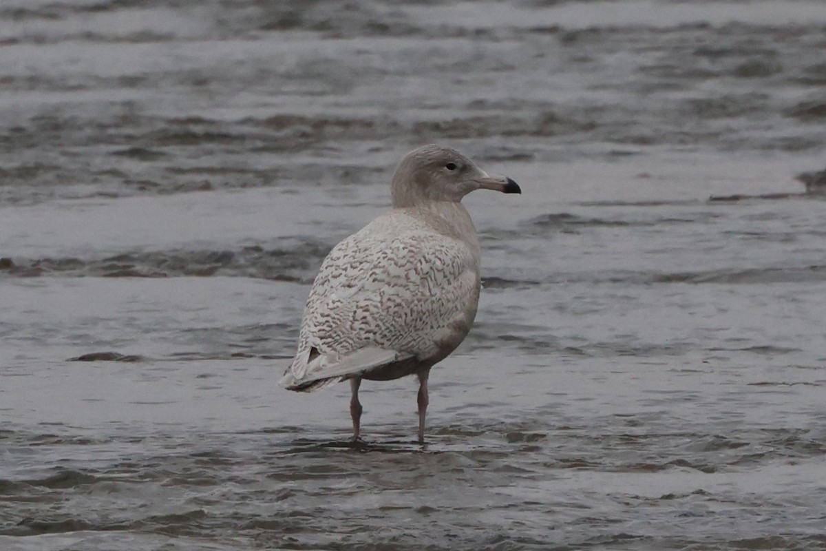Gavión Hiperbóreo - ML647179130