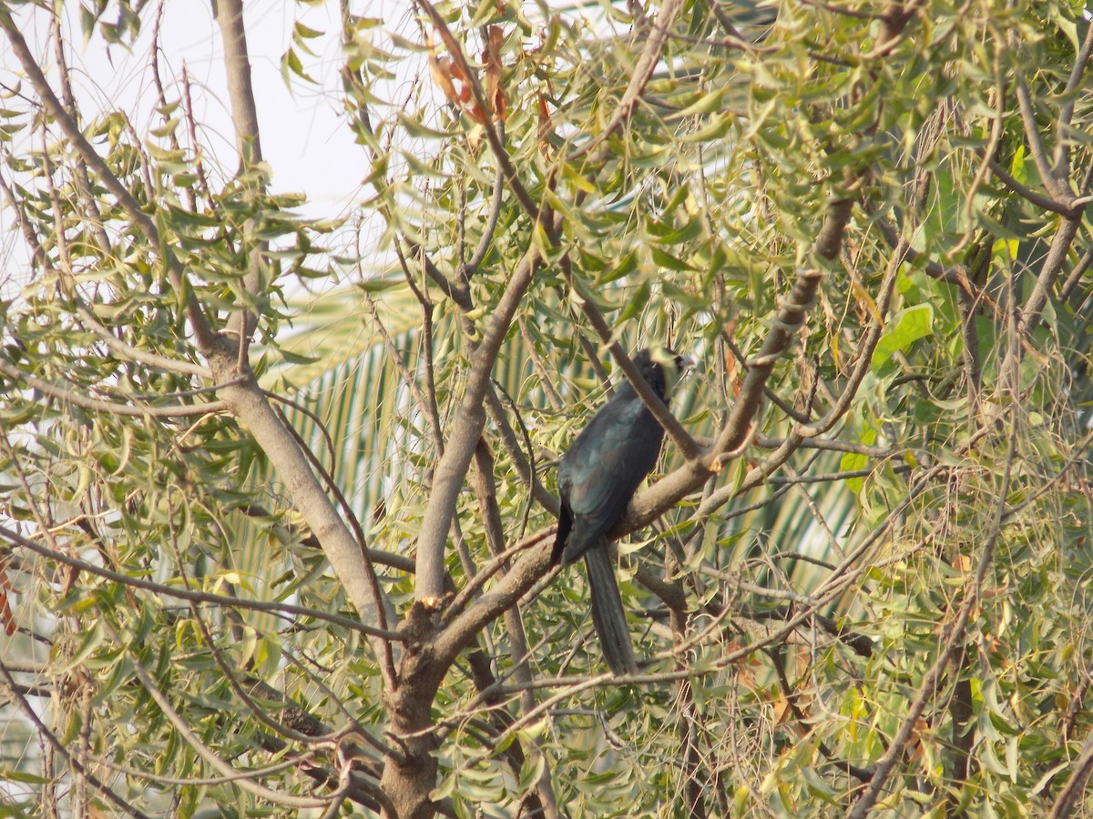 Asian Koel - ML647179132