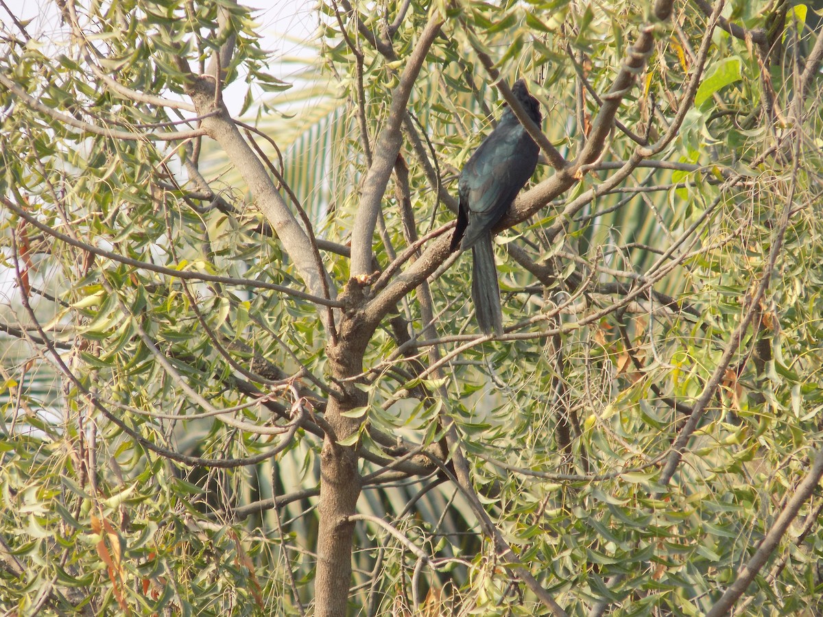 Asian Koel - ML647179133