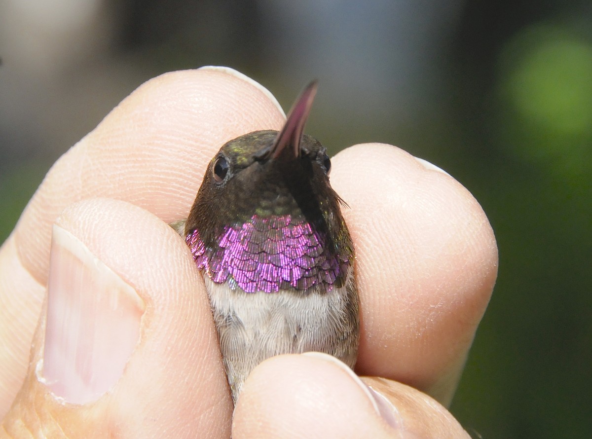Ruby-throated x Black-chinned Hummingbird (hybrid) - ML647179136