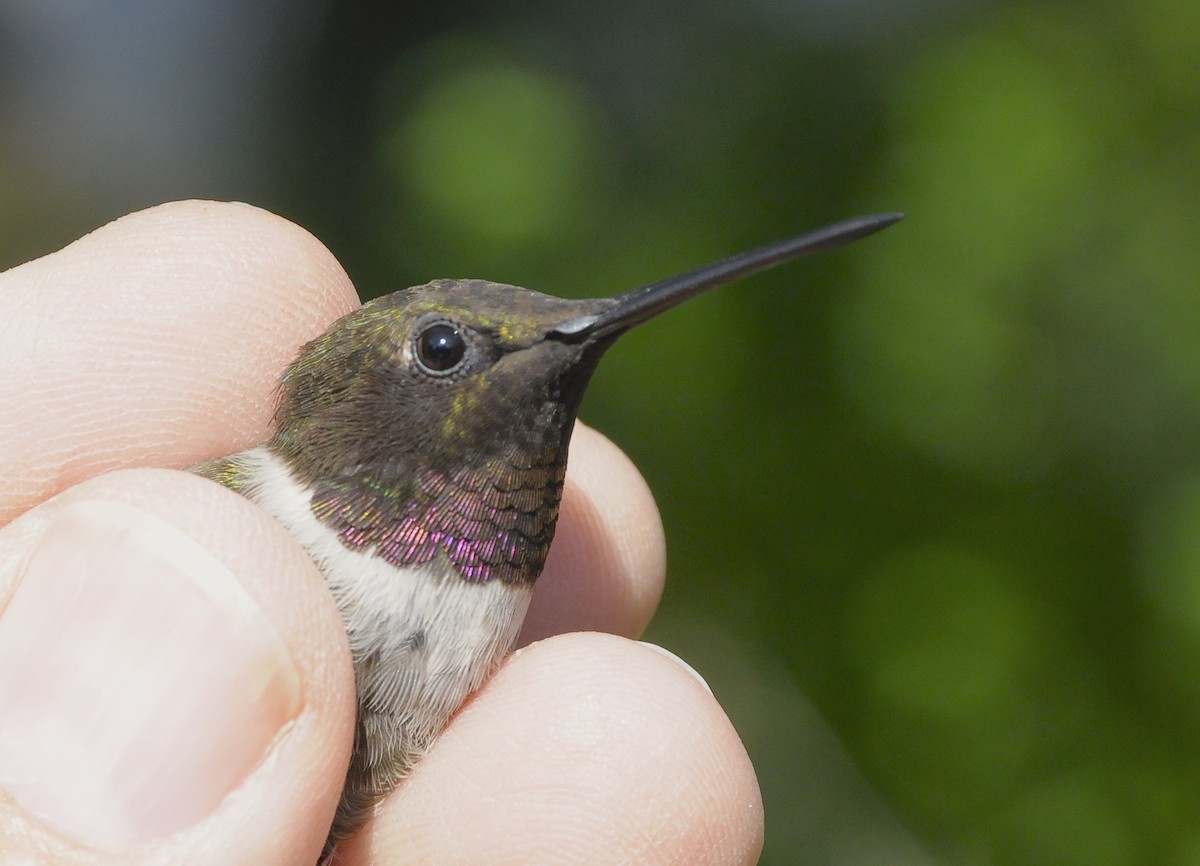 Ruby-throated x Black-chinned Hummingbird (hybrid) - ML647179138