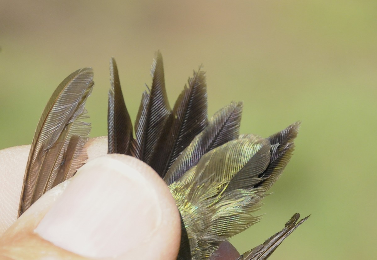 Ruby-throated x Black-chinned Hummingbird (hybrid) - ML647179147