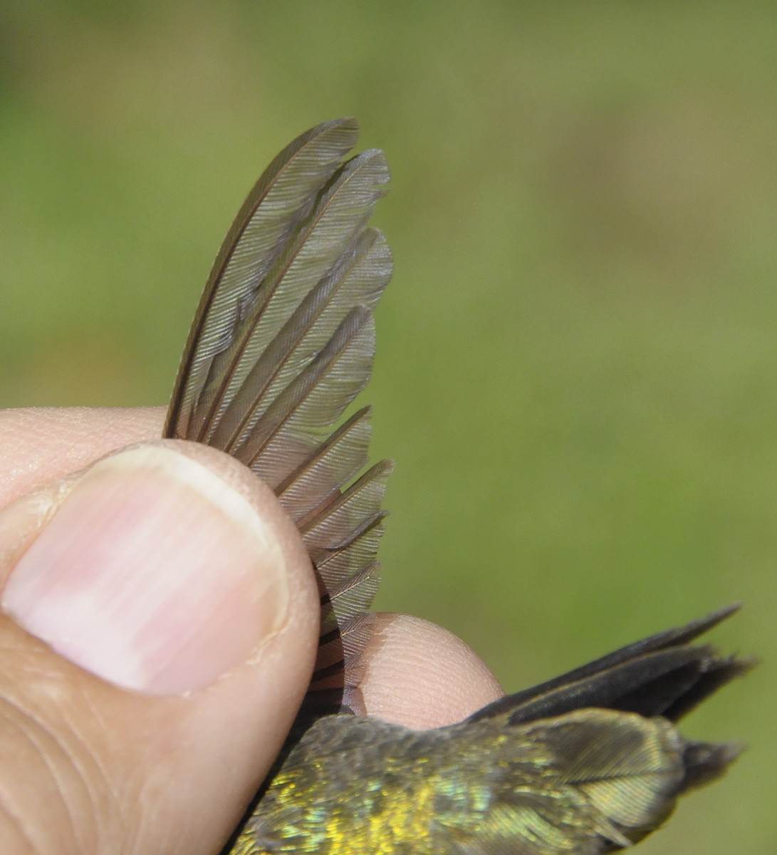 Ruby-throated x Black-chinned Hummingbird (hybrid) - ML647179149