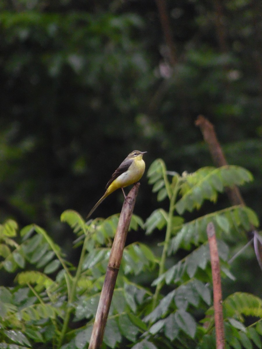 konipas horský - ML647179150