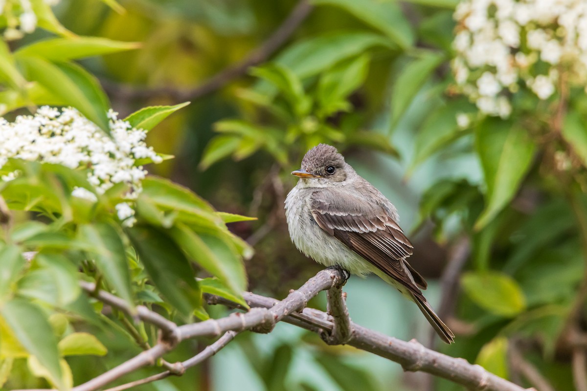 Восточный пиви - ML647179154