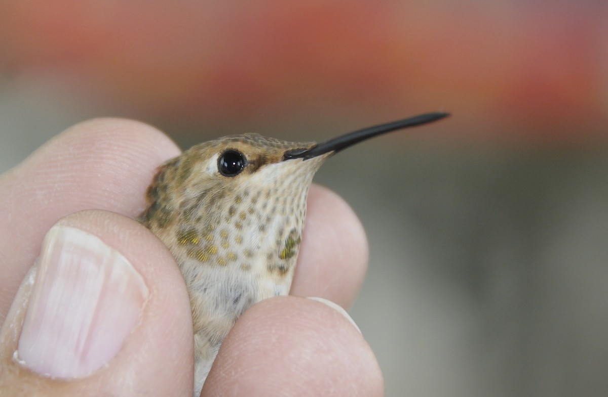 Allen's Hummingbird - ML647179156