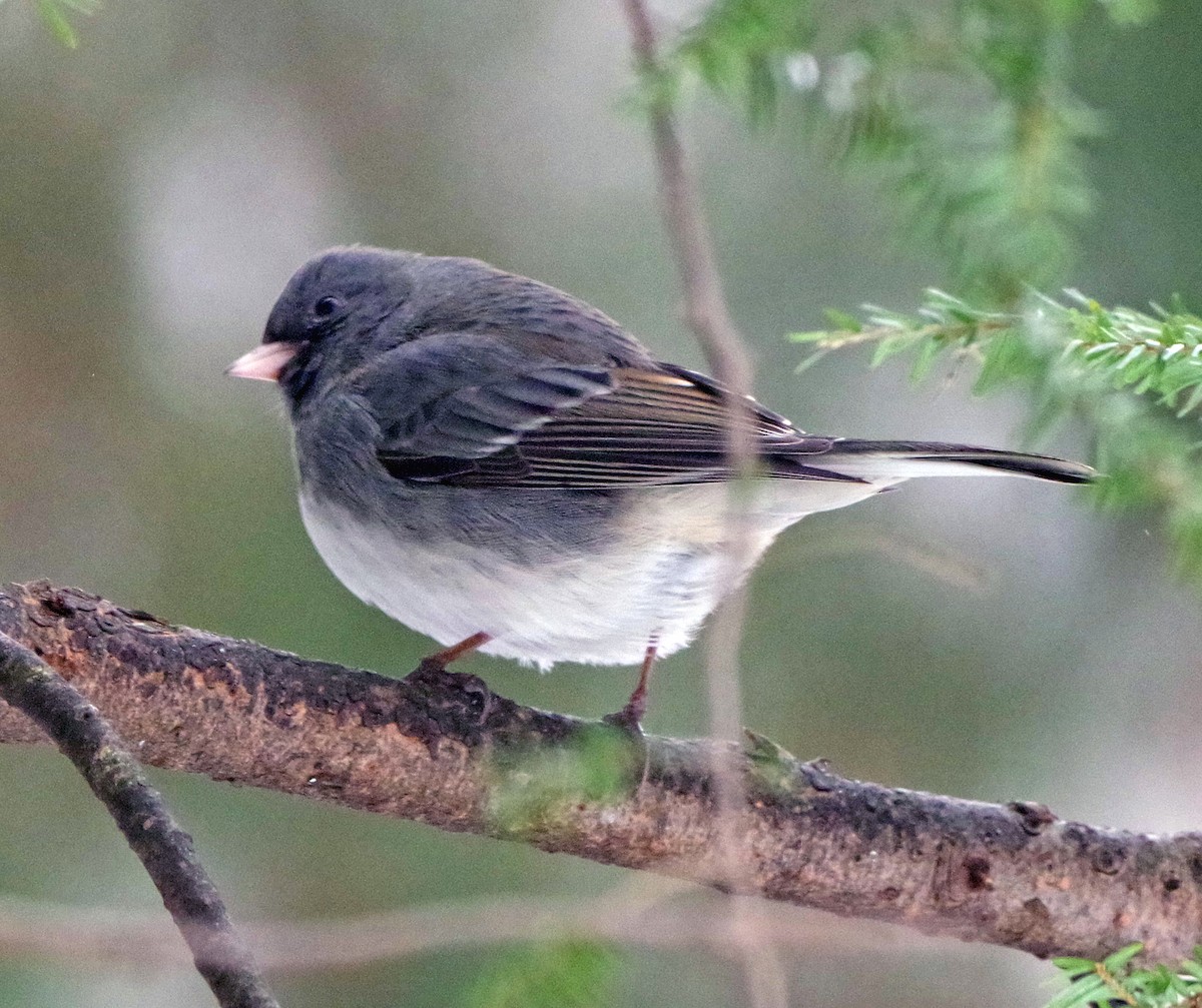 Юнко сірий (підвид hyemalis/carolinensis) - ML647179157