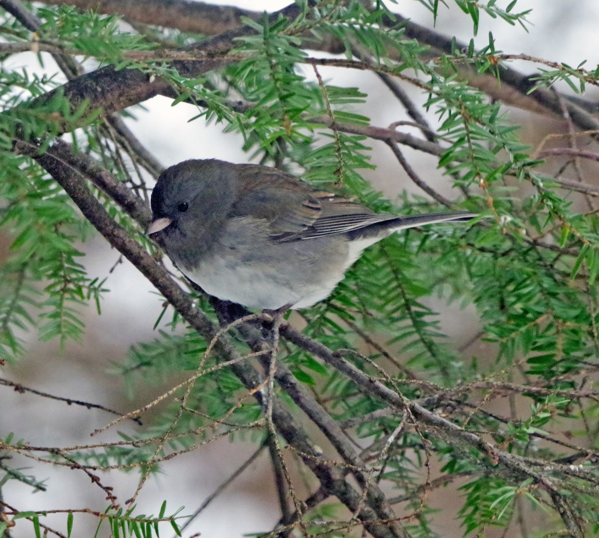 Юнко сірий (підвид hyemalis/carolinensis) - ML647179158