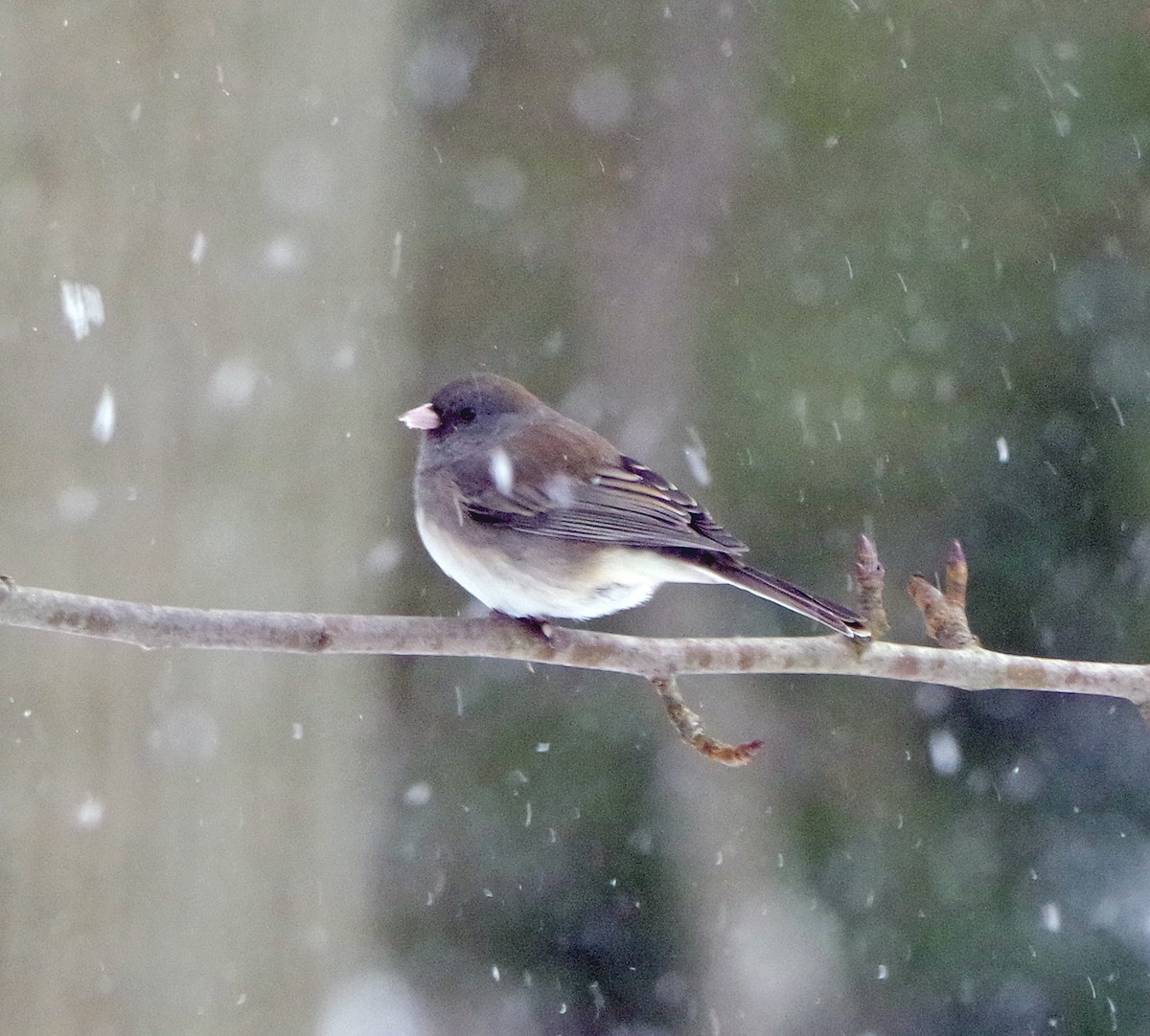 Юнко сірий (підвид hyemalis/carolinensis) - ML647179159