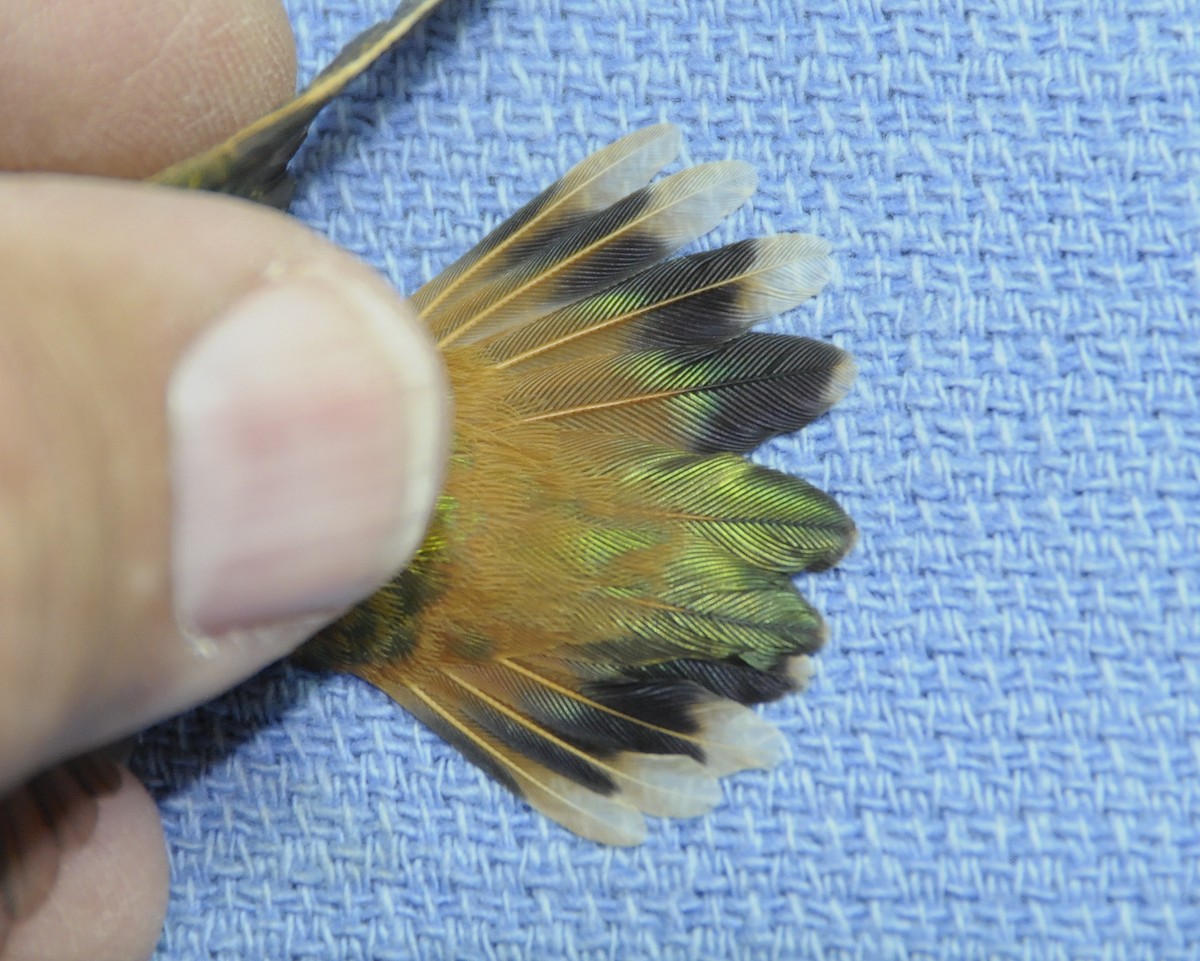 Allen's Hummingbird - ML647179160