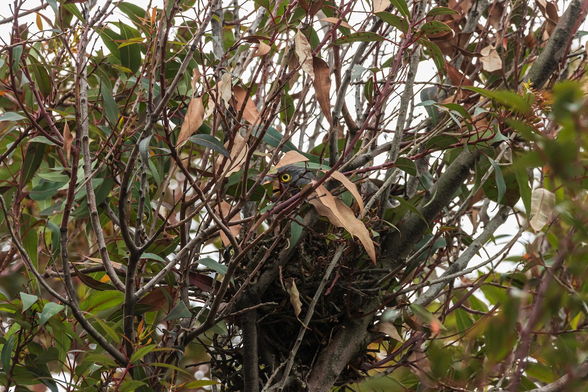 Roadside Hawk - ML647179163