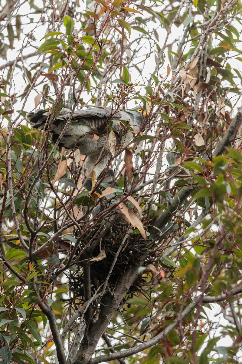 Roadside Hawk - ML647179164