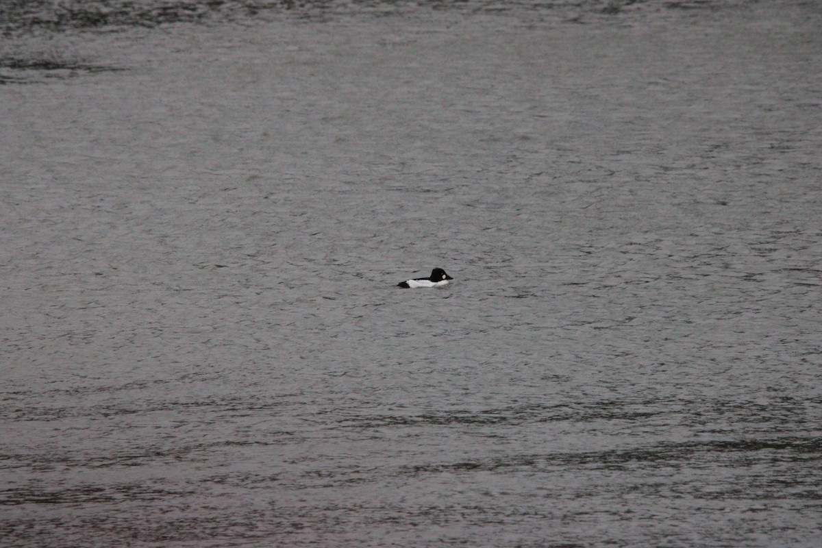 ホオジロガモ - ML647179165