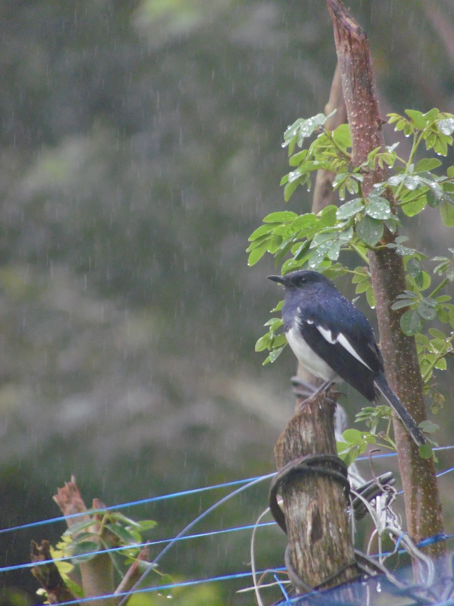 Oriental Magpie-Robin - ML647179177