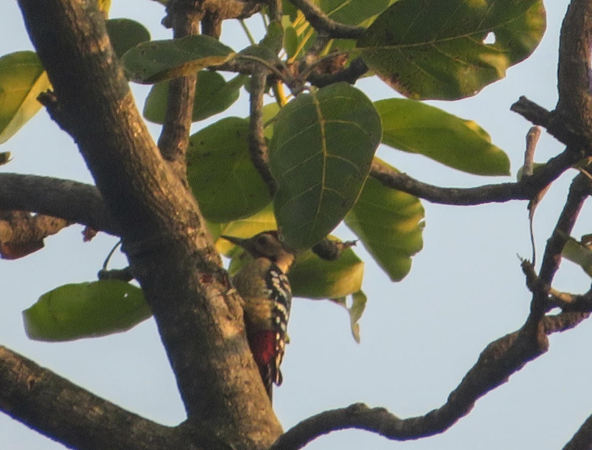 Fulvous-breasted Woodpecker - ML647179181