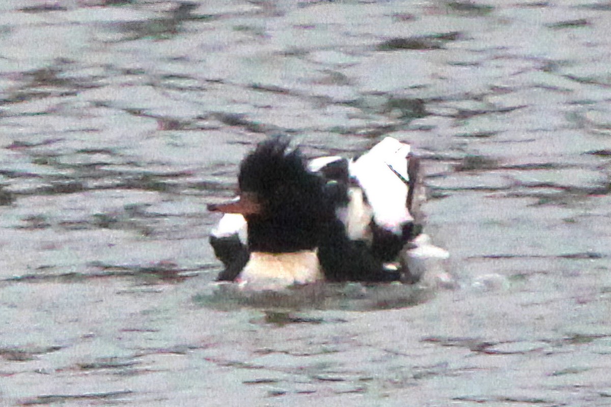 Red-breasted Merganser - ML647179182